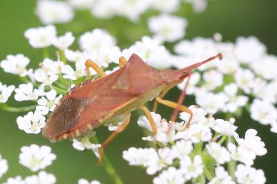 <i>Gonocerus acuteangulatus</i>