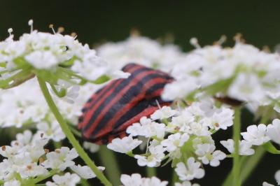 <i>Graphosoma italicum</i>
