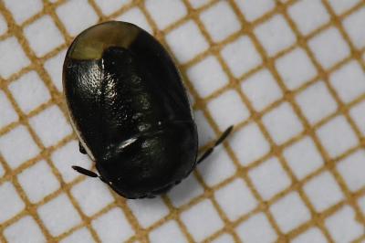 <i>Legnotus limbosus</i>