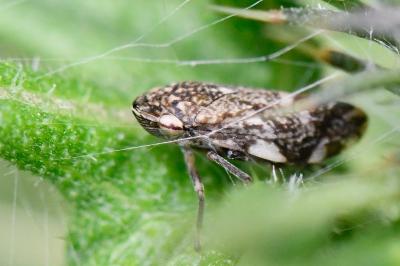<i>Philaenus spumarius</i>