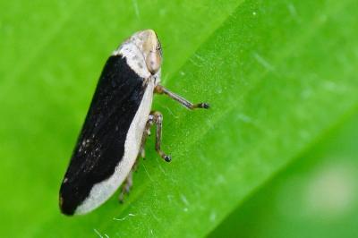 <i>Philaenus spumarius</i>