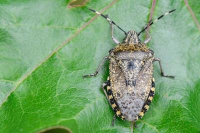 <i>Rhaphigaster nebulosa</i>