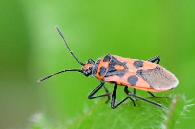 <i>Corizus hyoscyami</i>