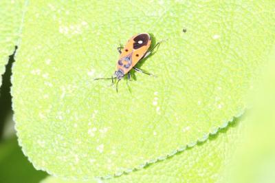 <i>Melanocoryphus albomaculatus</i>