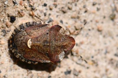<i>Dyroderes umbraculatus</i>