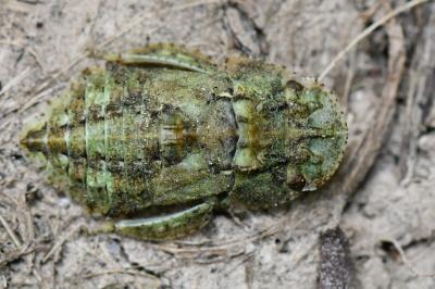 <i>Ledra aurita</i>