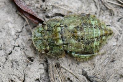 <i>Ledra aurita</i>