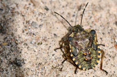 <i>Pentatoma rufipes</i>