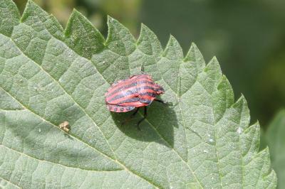 <i>Graphosoma italicum</i>