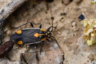 <i>Capsodes flavomarginatus</i>