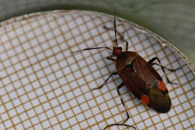 <i>Deraeocoris olivaceus</i>