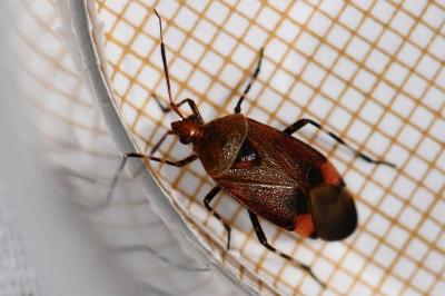 <i>Deraeocoris olivaceus</i>