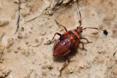 <i>Deraeocoris olivaceus</i>