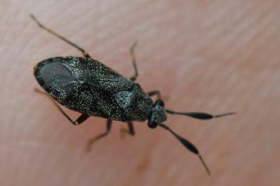 <i>Heterocordylus</i>