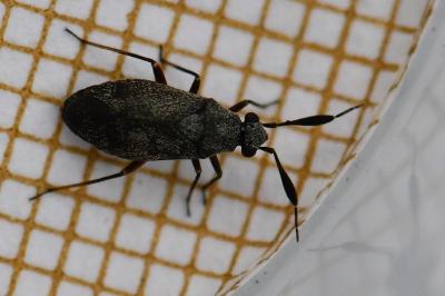 <i>Heterocordylus</i>