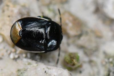 <i>Legnotus limbosus</i>