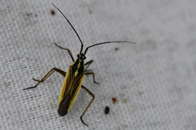 <i>Leptopterna dolabrata</i>