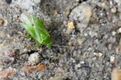 <i>Lygocoris pabulinus</i>