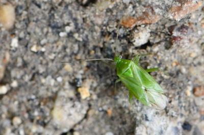 <i>Lygocoris pabulinus</i>