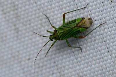 <i>Mermitelocerus schmidtii</i>