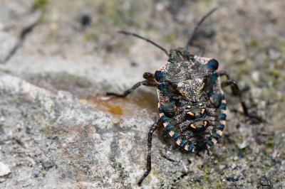 <i>Pentatoma rufipes</i>