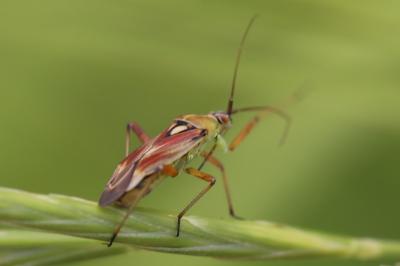 <i>Calocoris roseomaculatus</i>