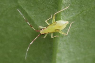 <i>Campyloneura virgula</i>