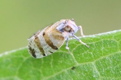 <i>Tachycixius venustulus</i>