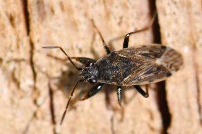 <i>Peritrechus gracilicornis</i>