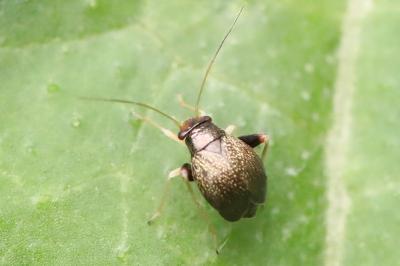 <i>Halticus saltator</i>