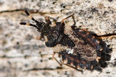 <i>Aradus versicolor</i>