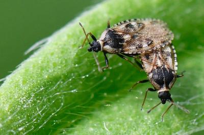 <i>Dictyla echii</i>