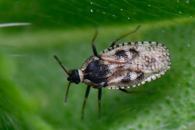 <i>Dictyla echii</i>