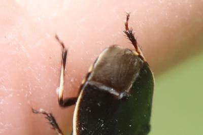 <i>Adomerus maculipes</i>