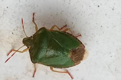 <i>Palomena prasina</i>