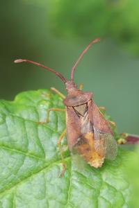 <i>Gonocerus acuteangulatus</i>