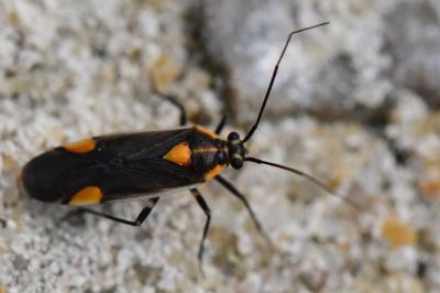 <i>Capsodes flavomarginatus</i>