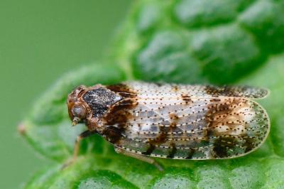<i>Tachycixius pilosus</i>