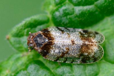 <i>Tachycixius pilosus</i>