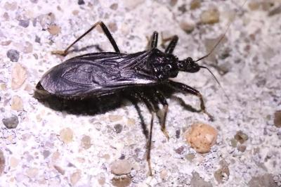 <i>Reduvius personatus</i>