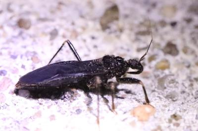 <i>Reduvius personatus</i>