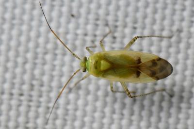 <i>Neolygus contaminatus</i>