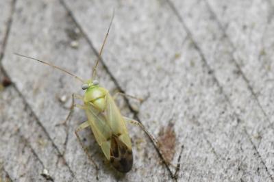<i>Neolygus contaminatus</i>