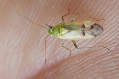 <i>Neolygus contaminatus</i>