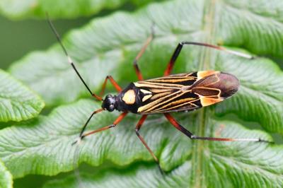<i>Miris striatus</i>