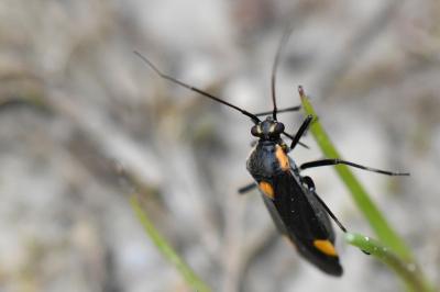 <i>Capsodes flavomarginatus</i>