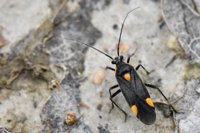 <i>Capsodes flavomarginatus</i>