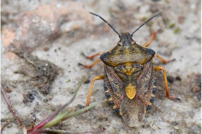 <i>Carpocoris purpureipennis</i>