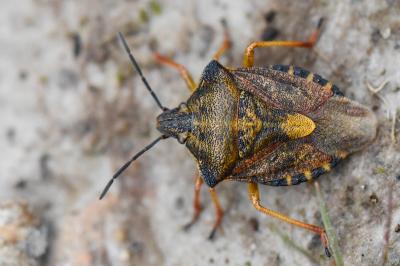 <i>Carpocoris purpureipennis</i>