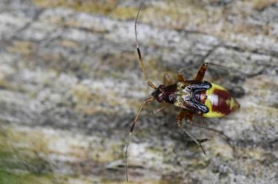 <i>Closterotomus fulvomaculatus</i>